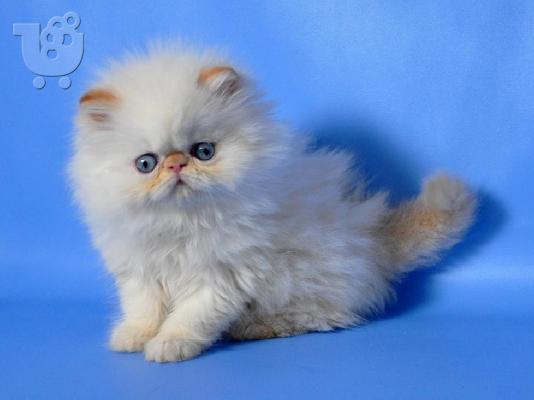 PoulaTo: Persian Kittens